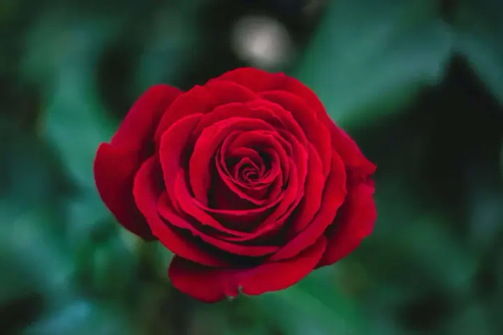Rosa