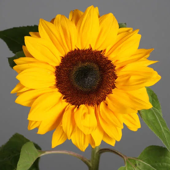 Girasol